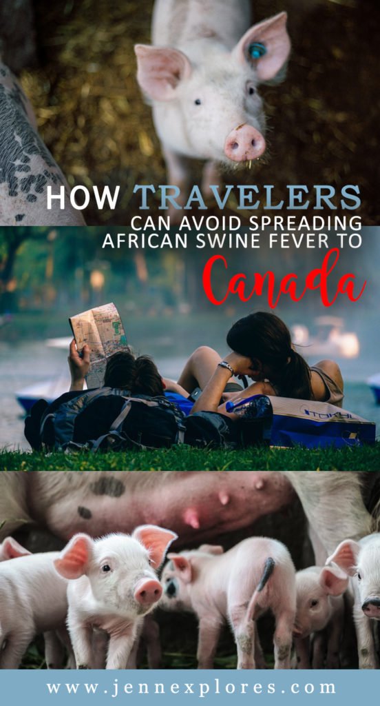 How Travelers Can Avoid Spreading African Swine Fever to Canada