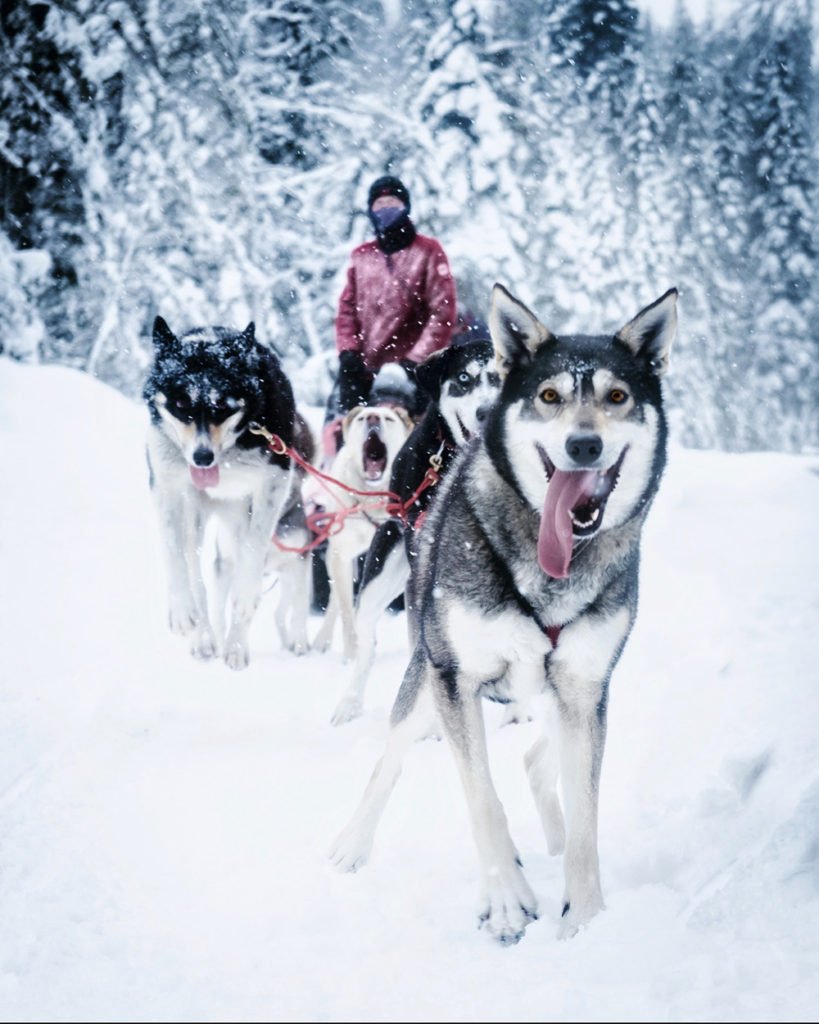 Winter in Jasper - Best Things to Do - Dogsledding Tour