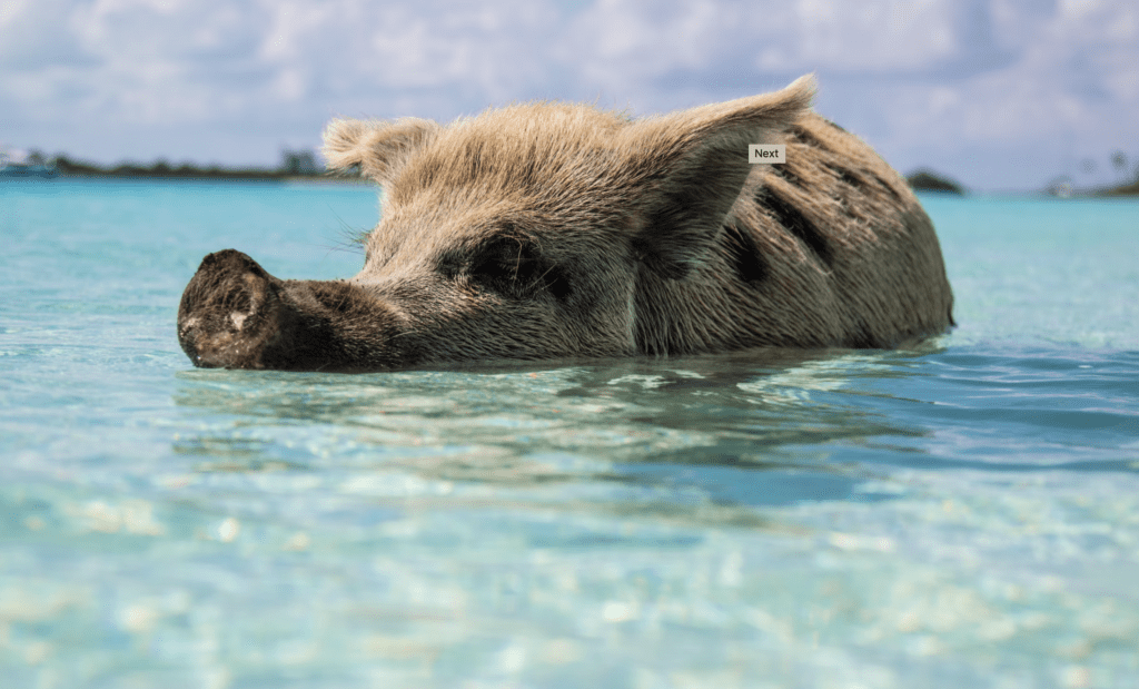 Pig Beach - Boat Trips to the Bahamas