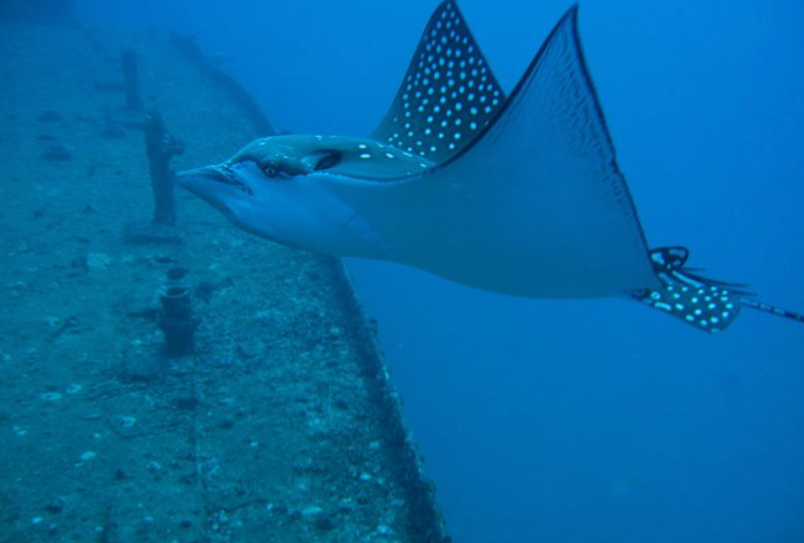 scuba diving waikiki