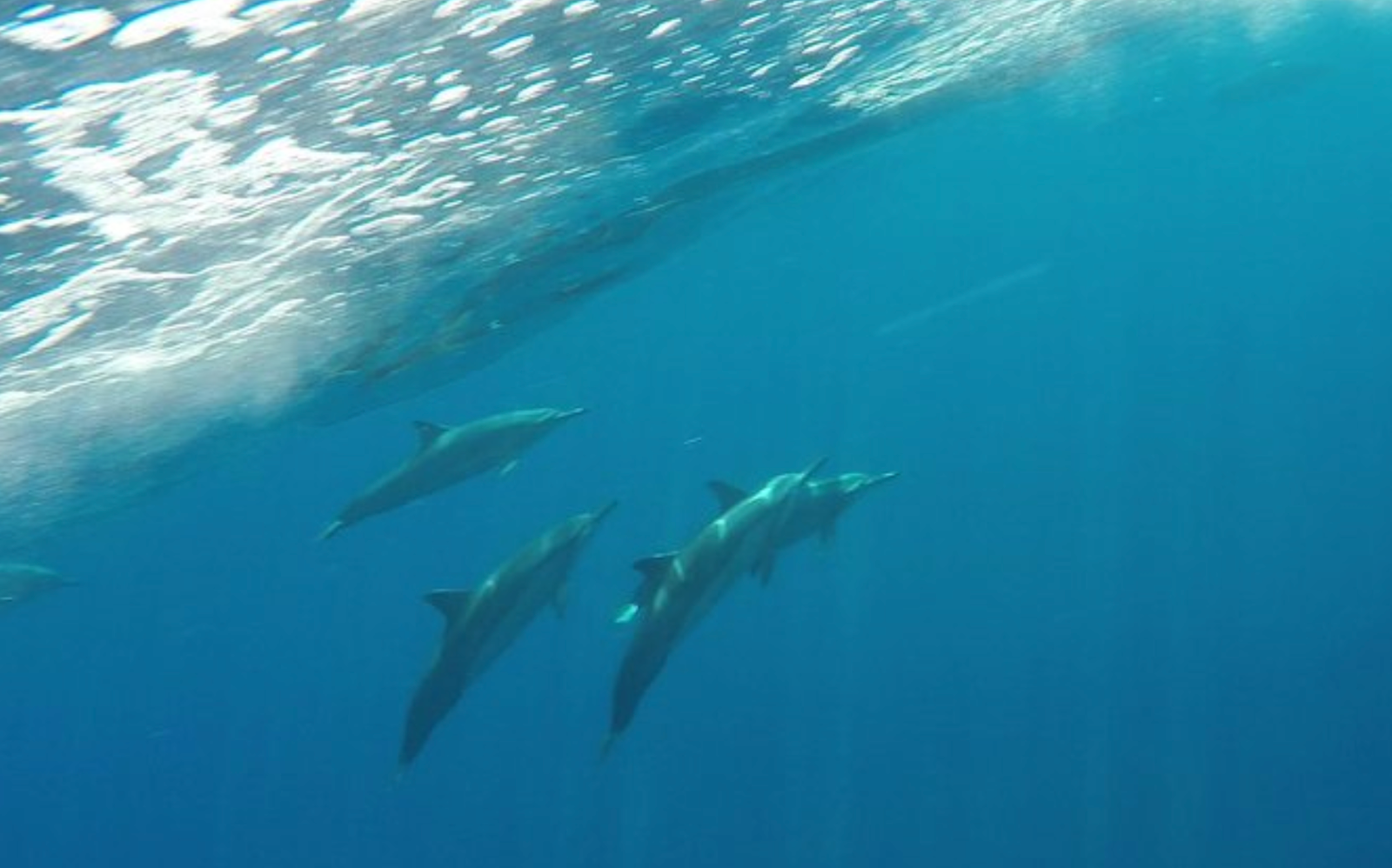 snorkeling with dolphins hawaii